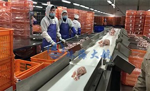 白條雞分揀機(jī)、整鴨分選機(jī)高效取代人工分揀，比人工快5倍