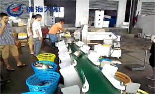 羅非魚自動分揀,水產漁業(yè)機械化生產的核心環(huán)節(jié)