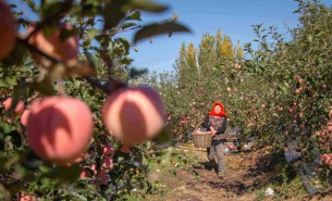 蘋(píng)果自動(dòng)稱重分揀機(jī) 蘋(píng)果自動(dòng)稱重分揀設(shè)備 果蔬自動(dòng)稱重分揀機(jī) 果蔬自動(dòng)稱重分揀設(shè)備