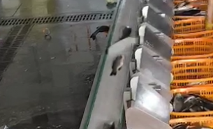 探索自動(dòng)檢重秤在冷凍魚與活魚重量分選中的卓越應(yīng)用