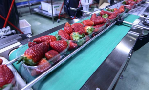 了解果蔬重量分選機(jī)按重量精準(zhǔn)分選及一體化自動(dòng)化詳情