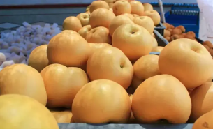 探索秋月梨重量分選機(jī)如何按重量精準(zhǔn)分級(jí)與一體化自動(dòng)化運(yùn)作