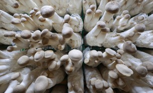 了解杏鮑菇配重機(jī)如何精準(zhǔn)配重，推動(dòng)杏鮑菇產(chǎn)業(yè)高效發(fā)展