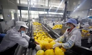 了解柚子重量分選機(jī)如何實(shí)現(xiàn)柚子精準(zhǔn)重量分選及產(chǎn)業(yè)應(yīng)用優(yōu)勢(shì)