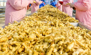 珠海大航中藥藥材重量分選方案，助力中藥產(chǎn)業(yè)高質(zhì)量發(fā)展