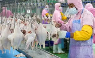 珠海大航整雞重量分選機(jī)，優(yōu)化禽類加工重量分選流程