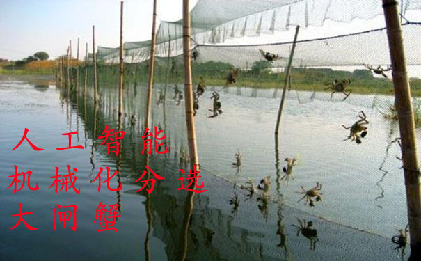 1529648655730144.jpg 陽澄湖大閘蟹.jpg